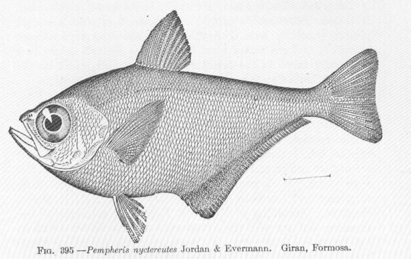 Pempheris nyctereutes (Pempheris nyctereutes) |commons:File:FMIB 51933 Pempheris nyctercules Jordan & Evermann Giran, Formosa.jpeg