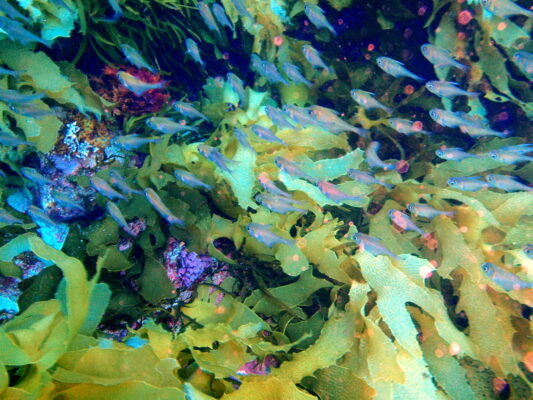 Pempheris ornata (Pempheris ornata) |commons:File:Pempheris ornata Orange lined bullseye P1031232.JPG