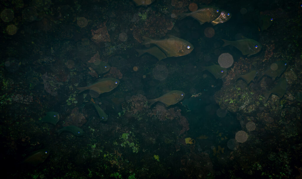 Pempheris rhomboidea (Pempheris rhomboidea) |commons:File:Pempheris rhomboidea - Flickr - paologmb.jpg