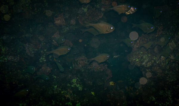 Pempheris rhomboidea (Pempheris rhomboidea) |commons:File:Pempheris rhomboidea - Flickr - paologmb.jpg