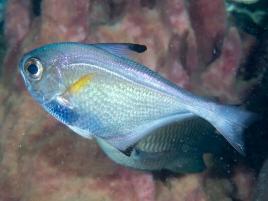 Pempheris schwenkii (Pempheris schwenkii) |commons:File:Silver sweeper (Pempheris schwenkii) (43629217650).jpg