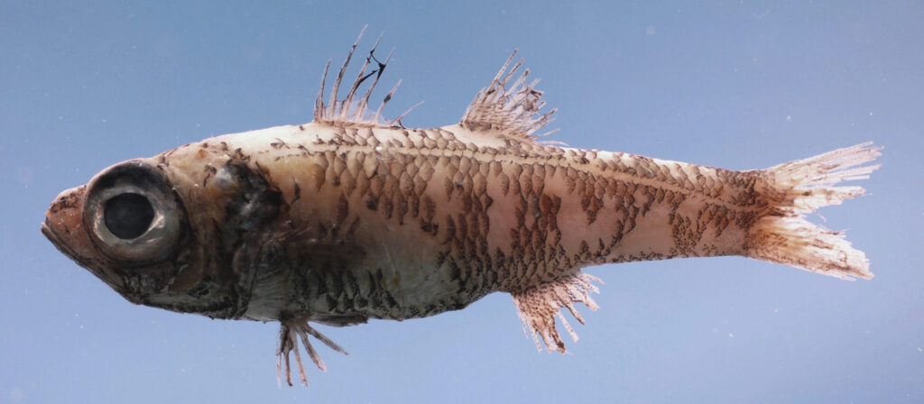 Pencil Cardinal (Epigonus denticulatus) |commons:File:Epigonus denticulatus.jpg