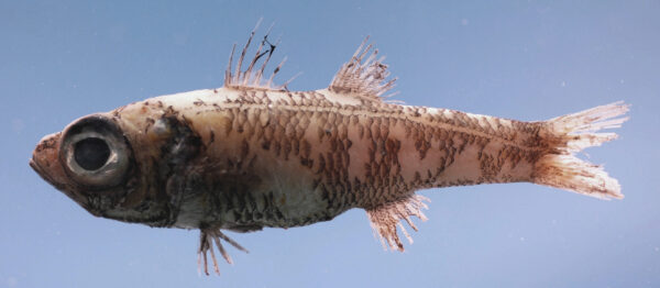 Pencil Cardinal (Epigonus denticulatus) |commons:File:Epigonus denticulatus.jpg
