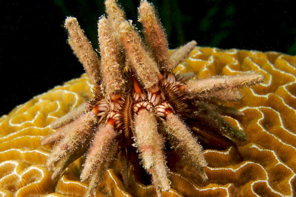Pencil Urchin Eucidaris tribuloides