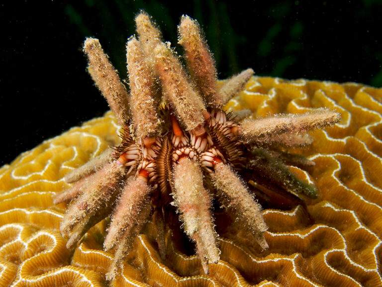 Pencil Urchin Eucidaris tribuloides