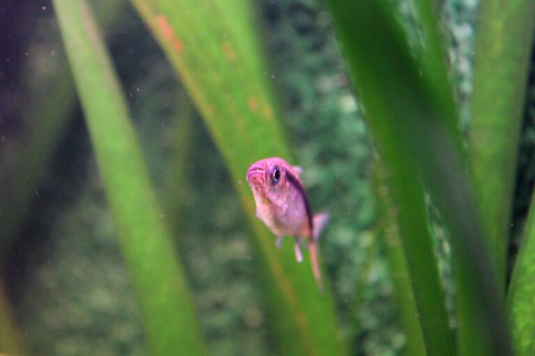 Penguen Tetra (Thayeria boehlkei) |commons:File:01.Thayeria boehlkei.JPG