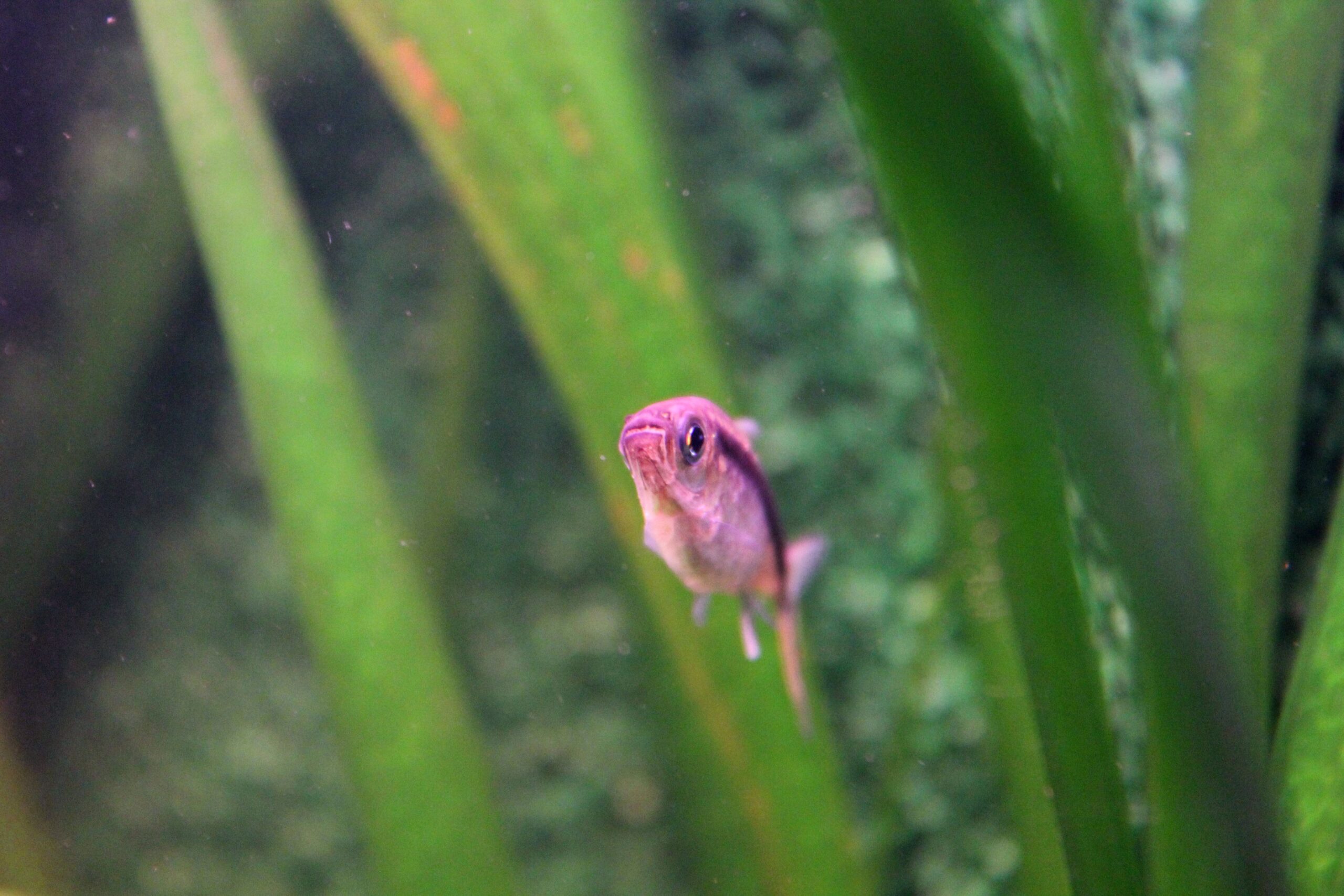 Penguen Tetra (Thayeria boehlkei) |commons:File:01.Thayeria boehlkei.JPG