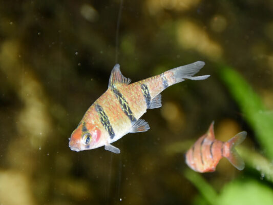 Pentazona Barb (Desmopuntius pentazona) |commons:File:Cyprinidae Desmopuntius pentazona 1.jpg