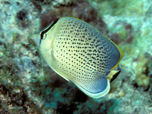 Peppered Butterflyfish (Chaetodon guttatissimus) |commons:File:Bep chaetodon guttatissimus.jpg