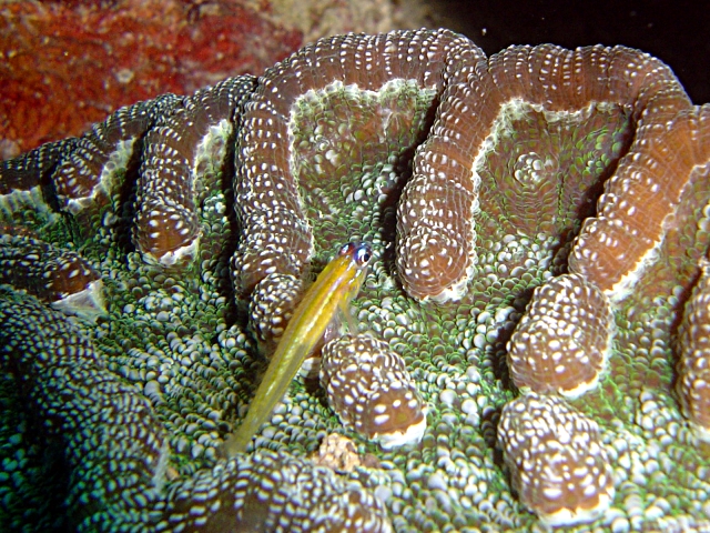 Peppermint Goby (Coryphopterus lipernes) |commons:File:Coryphopterus lipernes.jpg