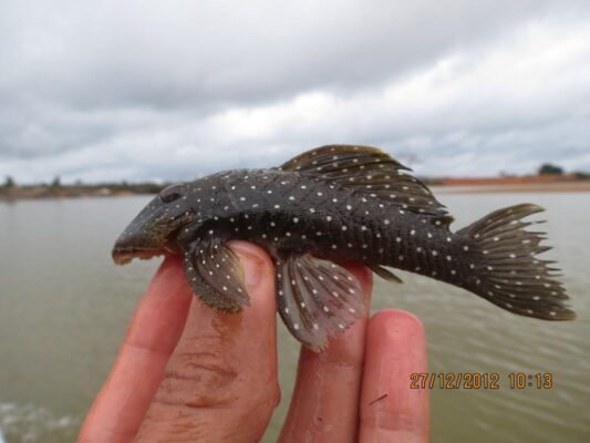 Peppermint Pleco (Parancistrus nudiventris) |commons:File:Parancistrus nudiventris.jpg