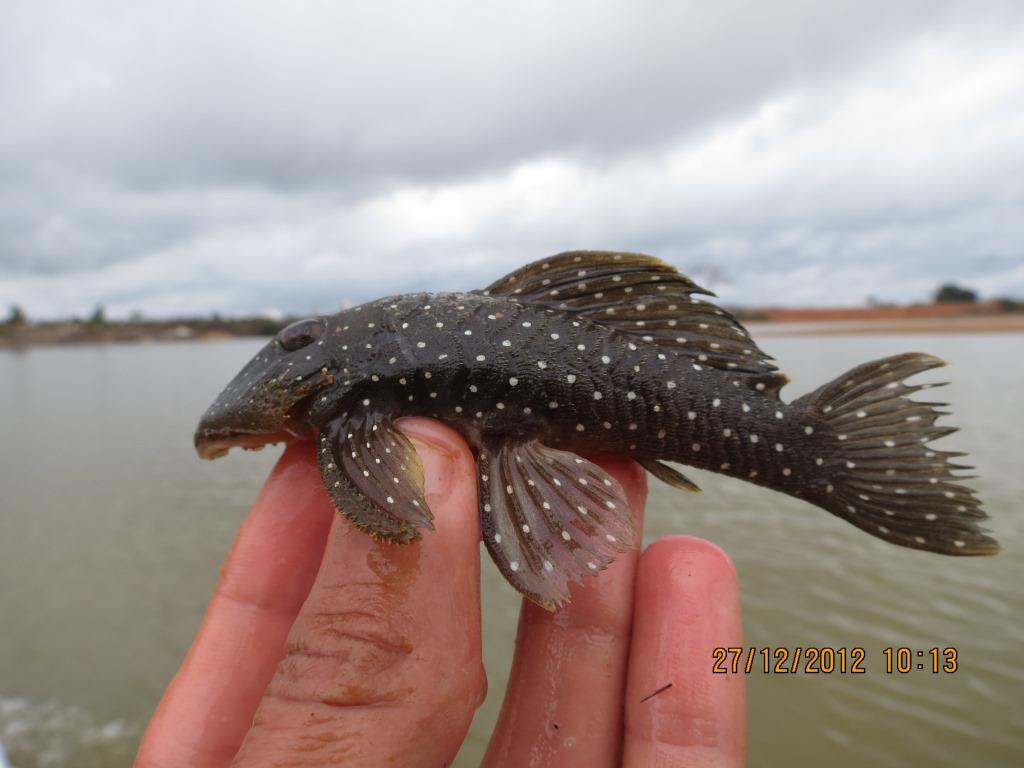 Peppermint Pleco (Parancistrus nudiventris) |commons:File:Parancistrus nudiventris.jpg