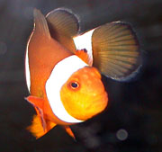 Percula Clownfish (Amphiprion percula) |commons:File:Amphiprion percula, frontal.jpg