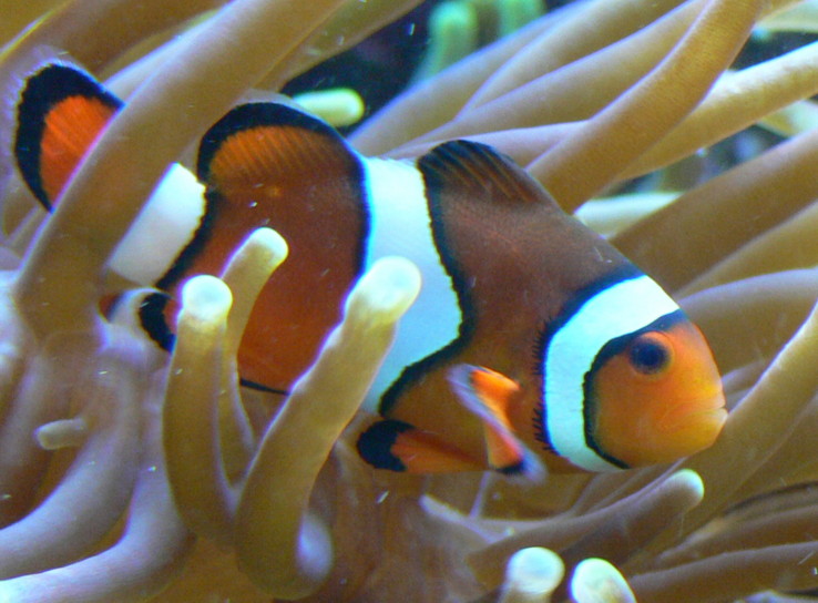 Percula Palyaço Balığı Amphiprion percula