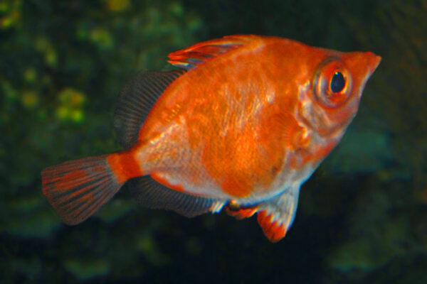 peri baligi (Capros aper) |commons:File:Caproidae - Capros aper.JPG