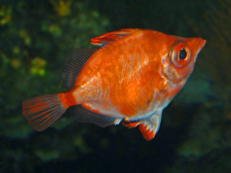 peri baligi (Capros aper) |commons:File:Caproidae - Capros aper.JPG