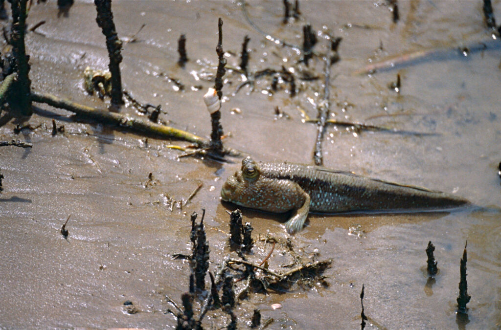 Periophthalmodon schlosseri (Periophthalmodon schlosseri) |commons:File:Giant Mudskipper (Periophthalmodon schlosseri) (14148004551).jpg