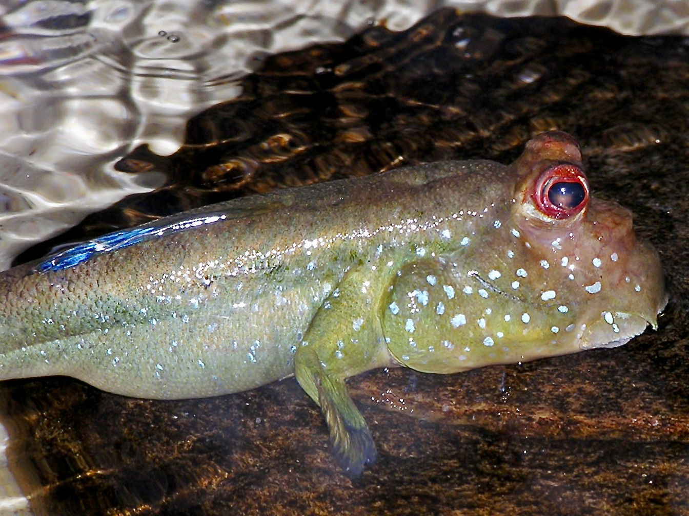 Periophthalmus barbarus (Periophthalmus barbarus) |commons:File:Gobiidae Periophthalmus barbarus 1.3.jpg