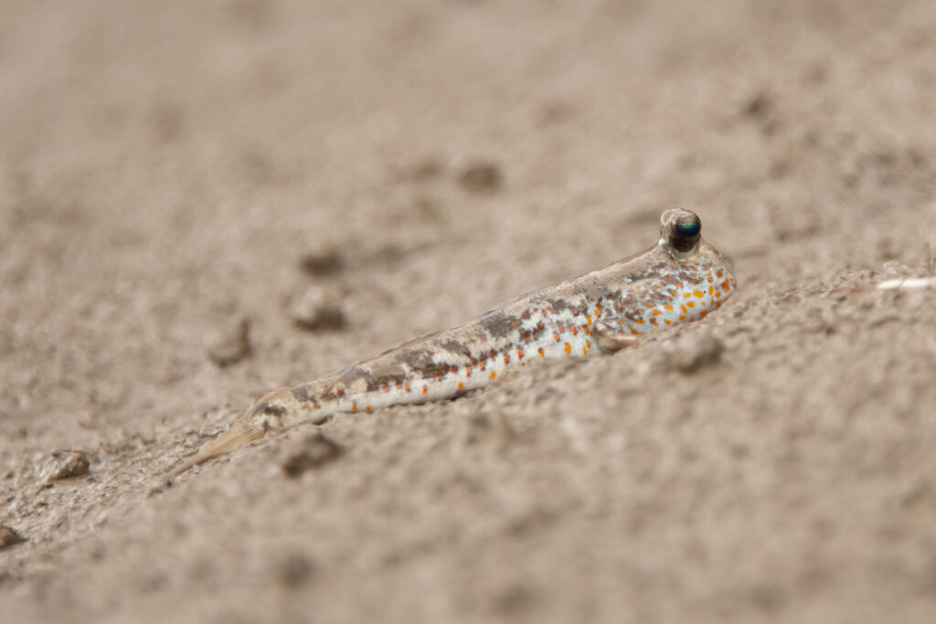 Periophthalmus chrysospilos (Periophthalmus chrysospilos) |commons:File:Periophthalmus chrysospilos - Dmitry Ivanov - 586011160.jpeg