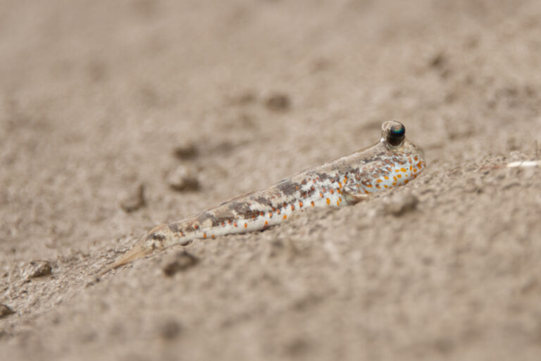 Periophthalmus chrysospilos (Periophthalmus chrysospilos) |commons:File:Periophthalmus chrysospilos - Dmitry Ivanov - 586011160.jpeg