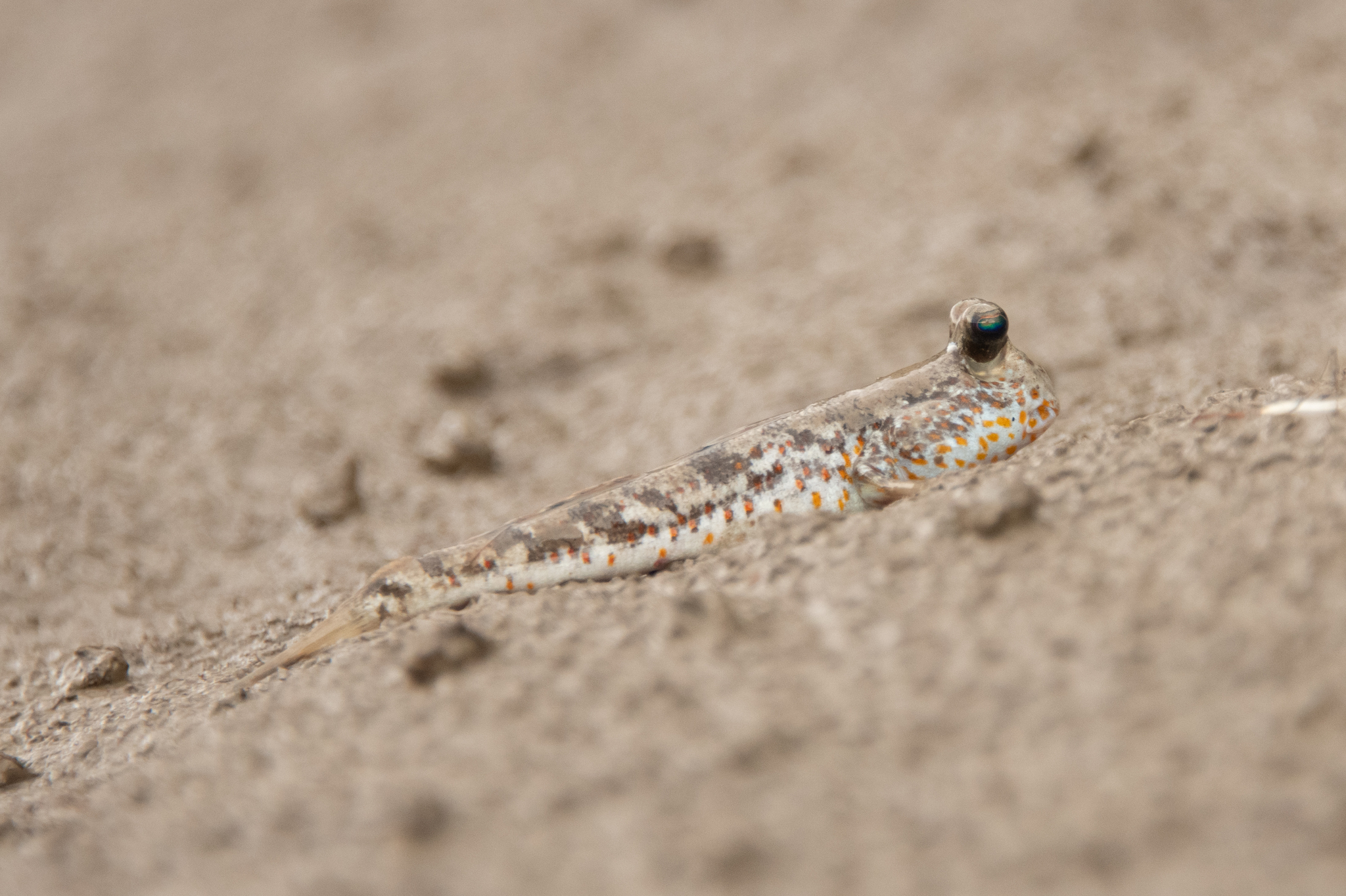 Periophthalmus chrysospilos (Periophthalmus chrysospilos) |commons:File:Periophthalmus chrysospilos - Dmitry Ivanov - 586011160.jpeg