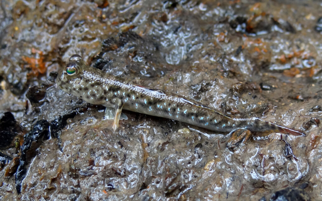 Periophthalmus gracilis (Periophthalmus gracilis) |commons:File:Periophthalmus Gracilis Singapore.JPG