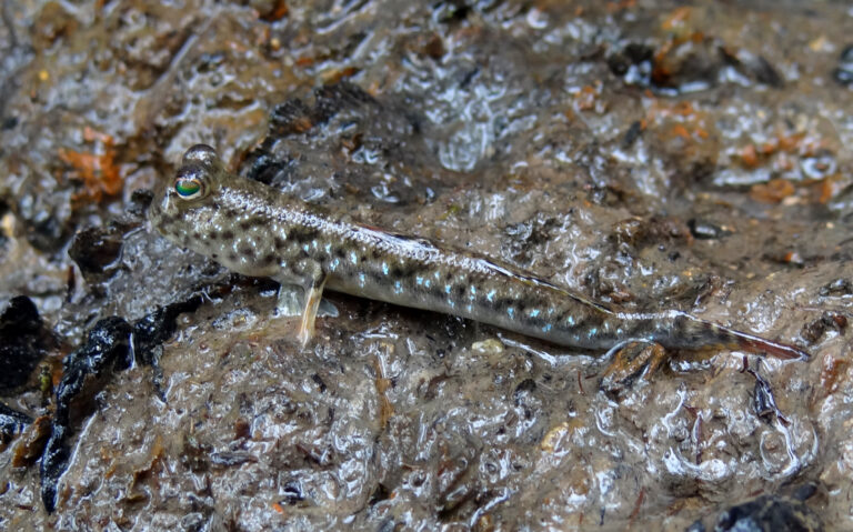 Periophthalmus gracilis (Periophthalmus gracilis) |commons:File:Periophthalmus Gracilis Singapore.JPG