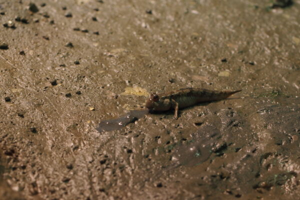 Periophthalmus modestus (Periophthalmus modestus) |commons:File:Japan fish, Shuttles hoppfish (Periophthalmus modestus) (15748472986).jpg