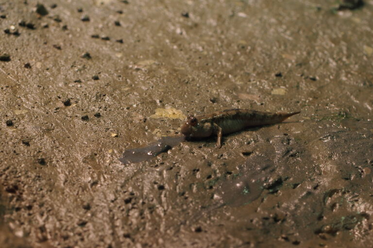 Periophthalmus modestus (Periophthalmus modestus) |commons:File:Japan fish, Shuttles hoppfish (Periophthalmus modestus) (15748472986).jpg