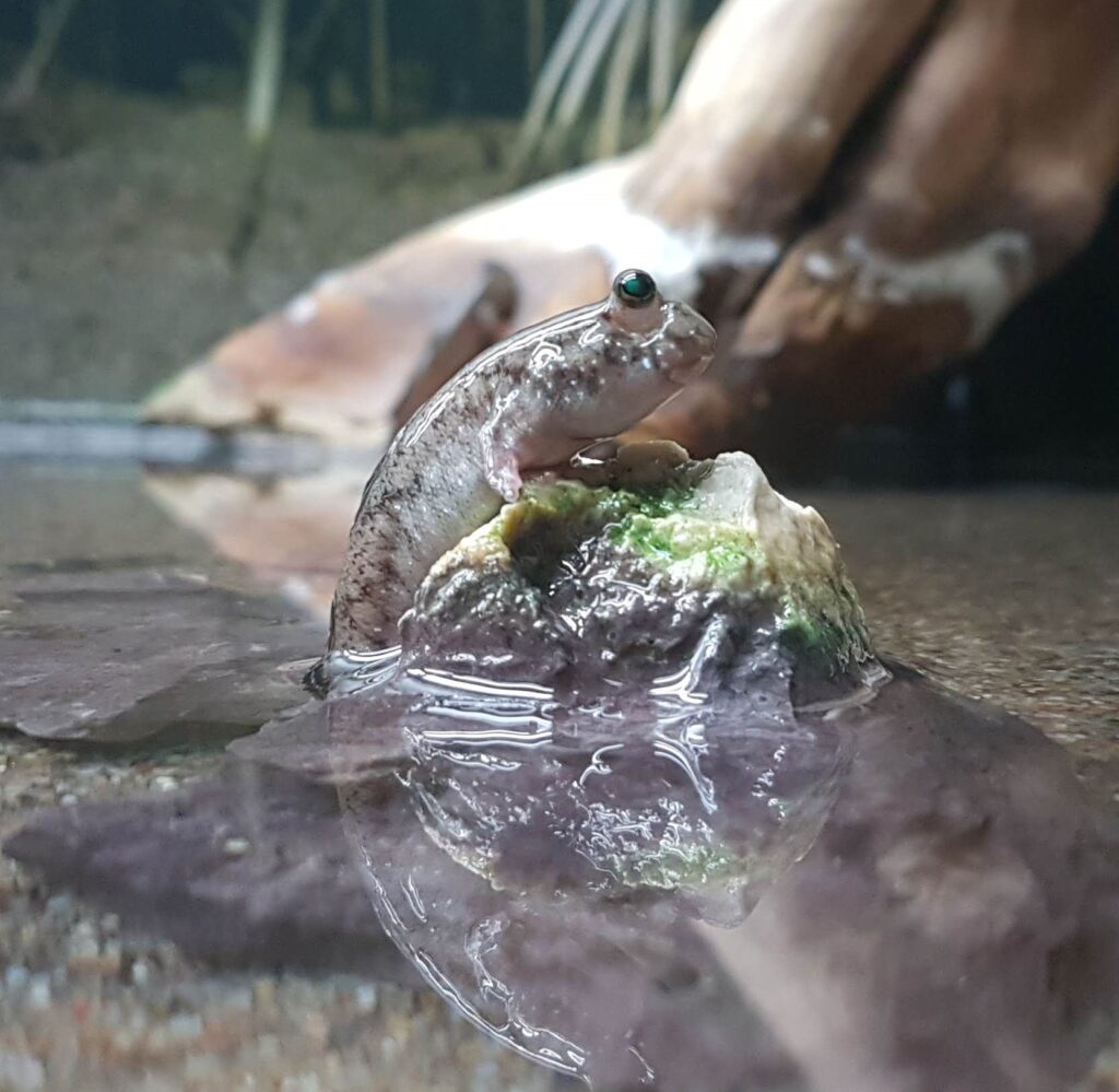 Periophthalmus novemradiatus (Periophthalmus novemradiatus) |commons:File:Pearse's mudskipper (Periophthalmus novemradiatus).jpg
