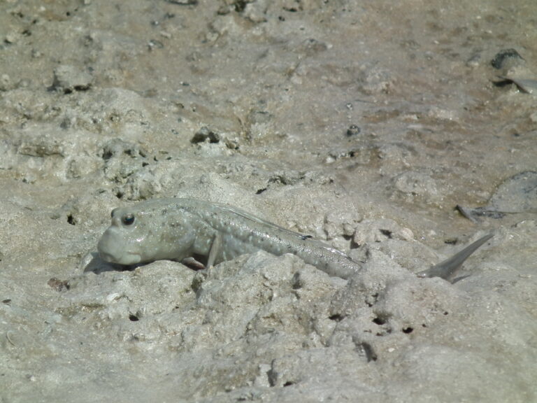 Periophthalmus waltoni (Periophthalmus waltoni) |commons:File:Periophthalmus waltoni.jpg
