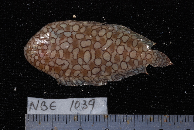Persian Carpet Sole (Pardachirus morrowi) |commons:File:Pardachirus morrowi.jpg
