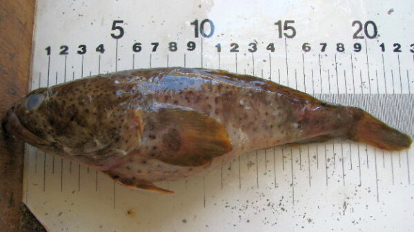 Perulibatrachus rossignoli (Perulibatrachus rossignoli) |commons:File:Perulibatrachus rossignoli.jpg