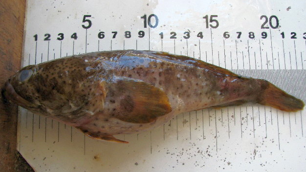 Perulibatrachus rossignoli (Perulibatrachus rossignoli) |commons:File:Perulibatrachus rossignoli.jpg