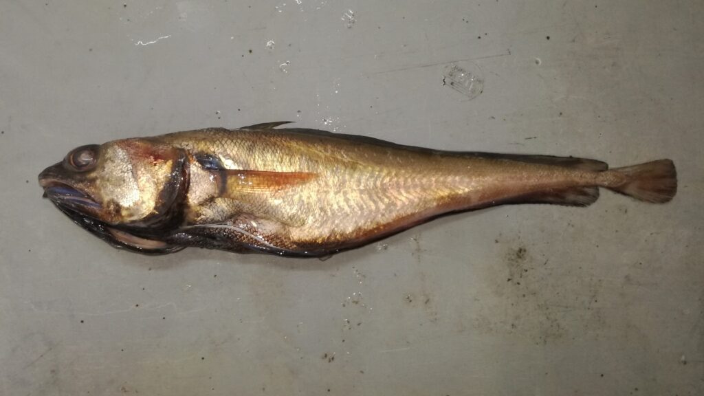 Peruvian Codling (Physiculus talarae) |commons:File:Physiculus talarae.jpg