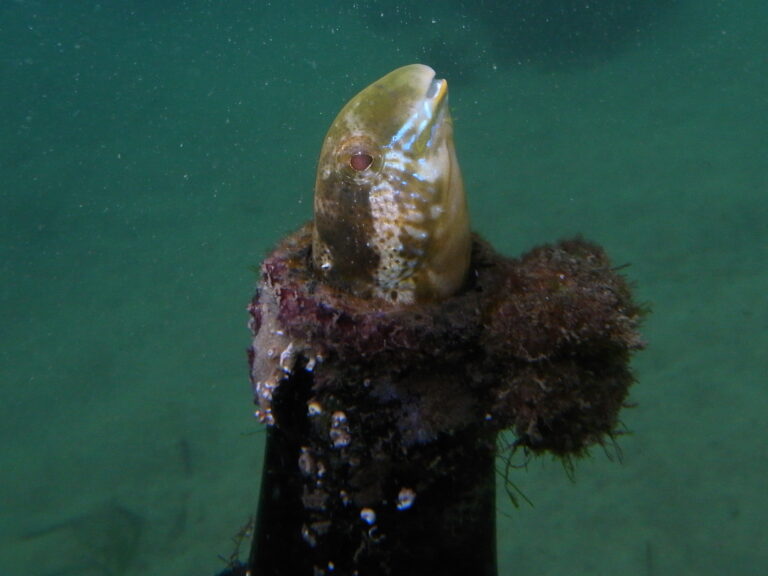 Petroscirtes lupus (Petroscirtes lupus) |commons:File:Brown Sabretooth Blenny (Petroscirtes lupus) (9063944821).jpg
