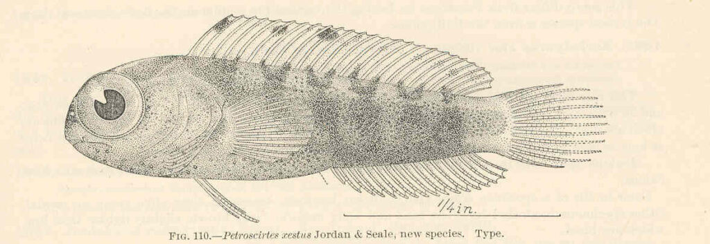 Petroscirtes xestus (Petroscirtes xestus) |commons:File:FMIB 39719 Petroscirtes xestus Jordan & Seale, new species Type.jpeg