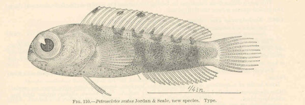 Petroscirtes xestus (Petroscirtes xestus) |commons:File:FMIB 39719 Petroscirtes xestus Jordan & Seale, new species Type.jpeg