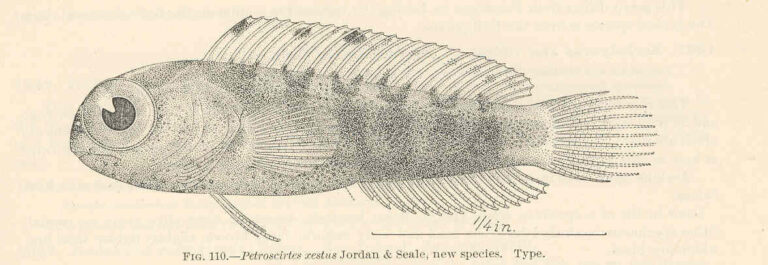 Petroscirtes xestus (Petroscirtes xestus) |commons:File:FMIB 39719 Petroscirtes xestus Jordan & Seale, new species Type.jpeg