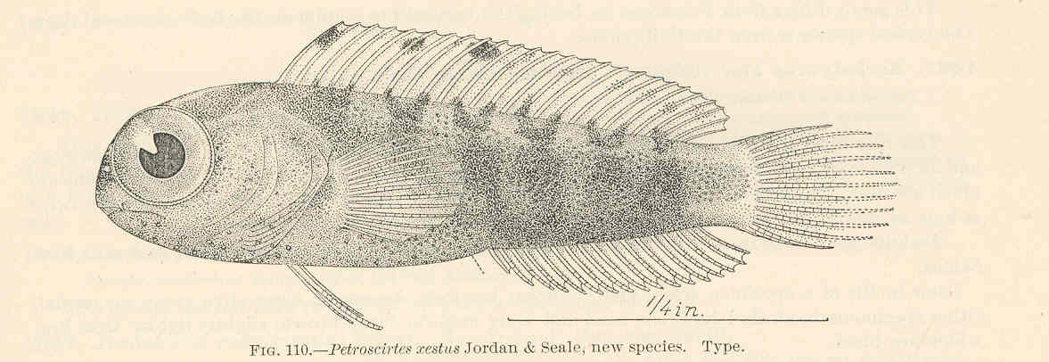 Petroscirtes xestus (Petroscirtes xestus) |commons:File:FMIB 39719 Petroscirtes xestus Jordan & Seale, new species Type.jpeg