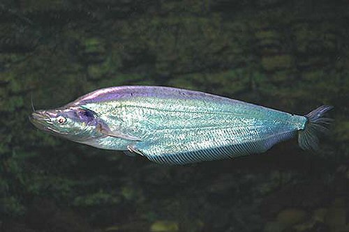 Phalacronotus apogon (Phalacronotus apogon) |commons:File:Phalacronotus apogon.jpg