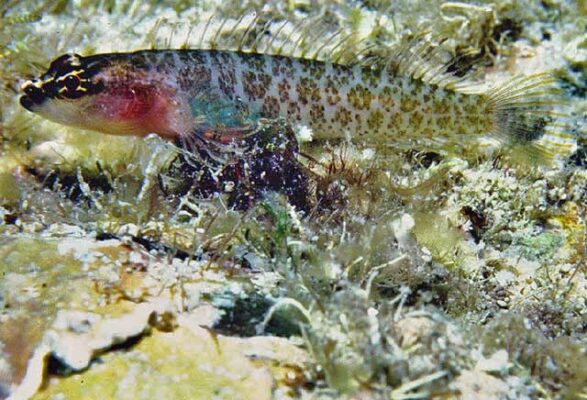 Phallic Blenny (Starksia spinipenis) |commons:File:Starksia spinipenis.jpg