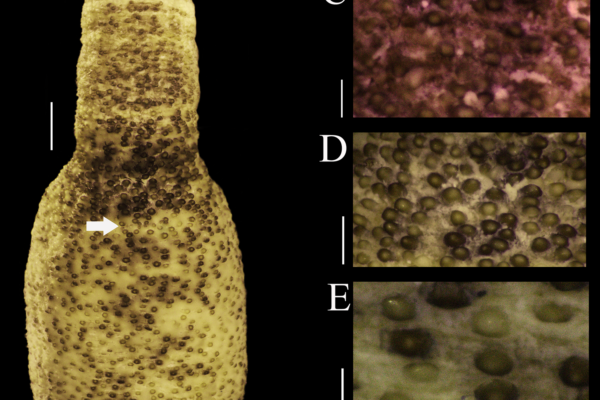 Phascolosoma varians Phascolosoma varians
