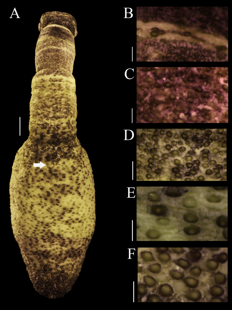 Phascolosoma varians Phascolosoma varians