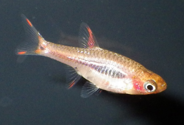 Phoenix Rasbora (Boraras merah) |commons:File:Boraras merah1.png