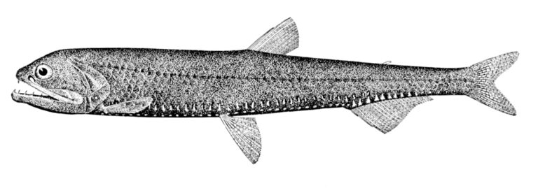 Phosichthys argenteus (Phosichthys argenteus) |commons:File:Phosichthys argenteus.jpg