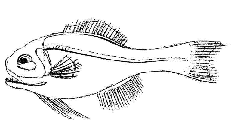 Photoblepharon palpebratum (Photoblepharon palpebratum) |commons:File:Photoblepharon palpebratum.png