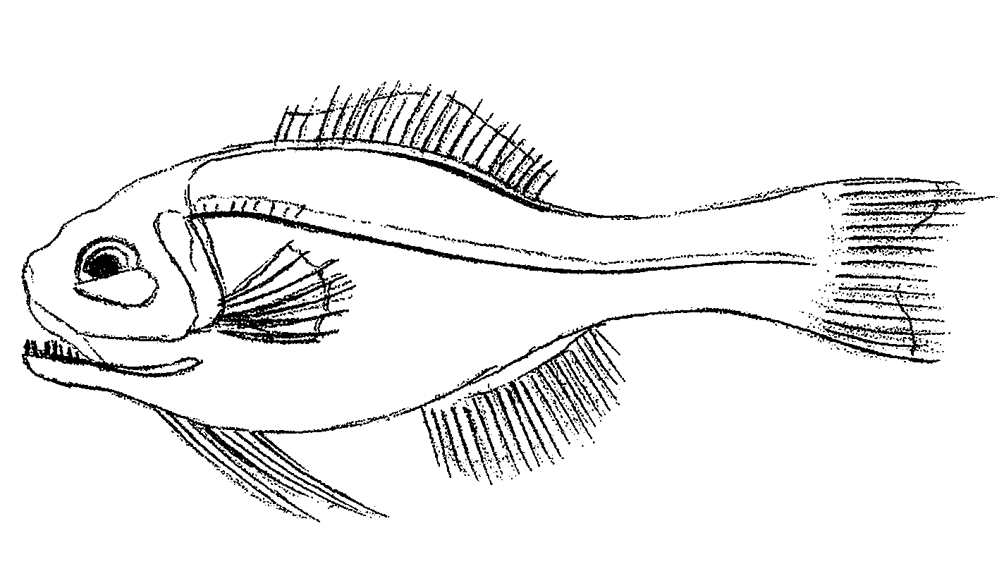 Photoblepharon palpebratum (Photoblepharon palpebratum) |commons:File:Photoblepharon palpebratum.png