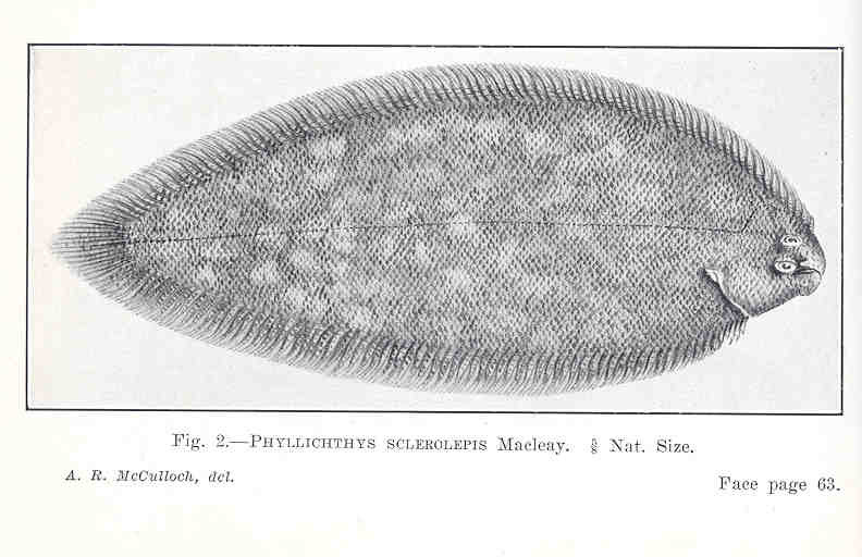 Phyllichthys sclerolepis (Phyllichthys sclerolepis) |commons:File:FMIB 36151 Phyllichthys sclerolepis.jpeg
