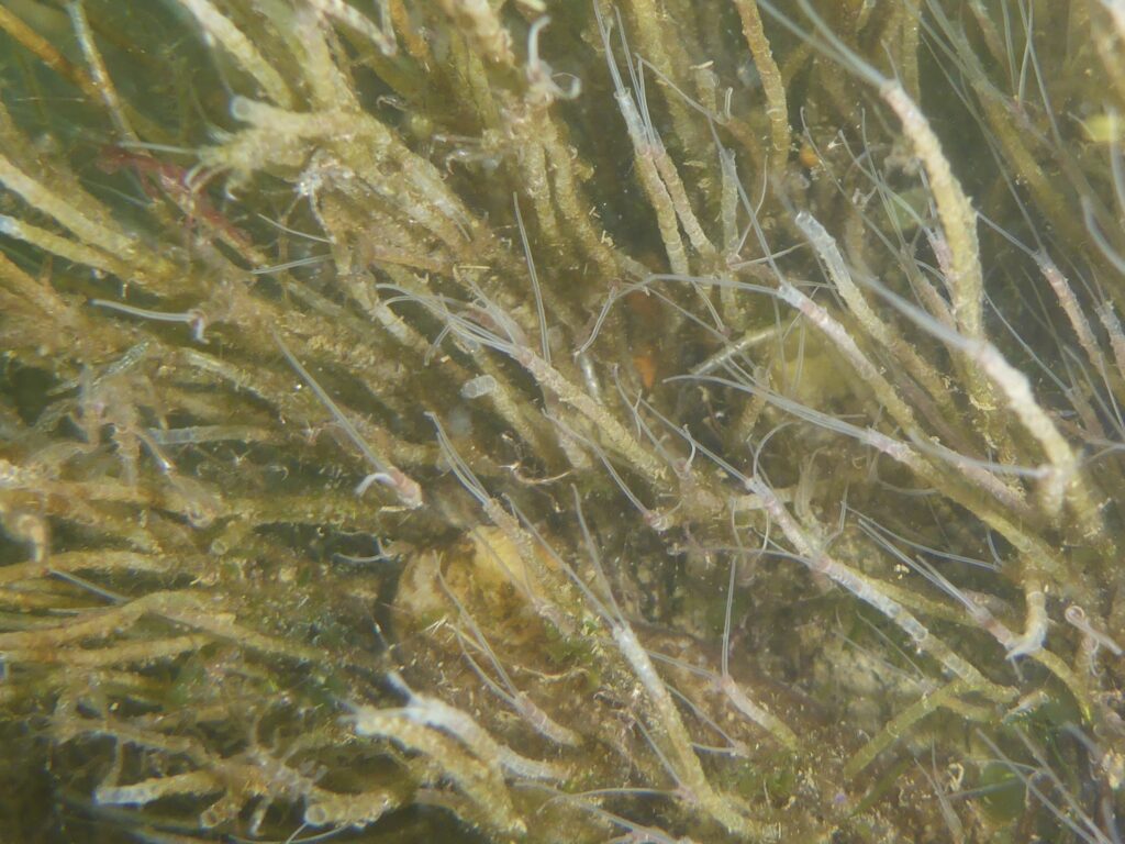 Phyllochaetopterus prolifica Phyllochaetopterus prolifica